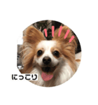 パピヨン のれもんちゃん 心の声編（個別スタンプ：5）