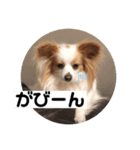 パピヨン のれもんちゃん 心の声編（個別スタンプ：6）