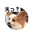 パピヨン のれもんちゃん 心の声編（個別スタンプ：7）