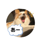 パピヨン のれもんちゃん 心の声編（個別スタンプ：8）