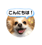 パピヨン のれもんちゃん あいさつ編（個別スタンプ：2）