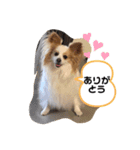 パピヨン のれもんちゃん あいさつ編（個別スタンプ：4）