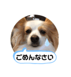 パピヨン のれもんちゃん あいさつ編（個別スタンプ：5）