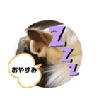 パピヨン のれもんちゃん あいさつ編（個別スタンプ：6）