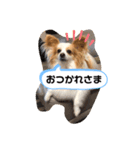 パピヨン のれもんちゃん あいさつ編（個別スタンプ：7）