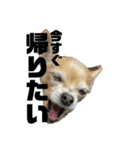 犬たまに猫（個別スタンプ：1）