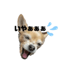 犬たまに猫（個別スタンプ：3）