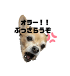 犬たまに猫（個別スタンプ：4）