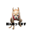 犬たまに猫（個別スタンプ：5）