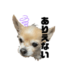 犬たまに猫（個別スタンプ：6）