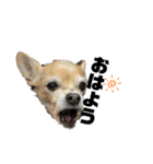 犬たまに猫（個別スタンプ：7）