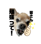 犬たまに猫（個別スタンプ：8）