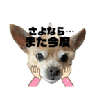 犬たまに猫（個別スタンプ：9）