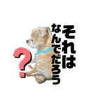 犬たまに猫（個別スタンプ：10）