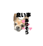 犬たまに猫（個別スタンプ：11）