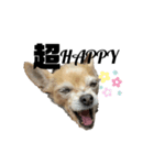 犬たまに猫（個別スタンプ：12）