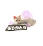 犬たまに猫（個別スタンプ：14）