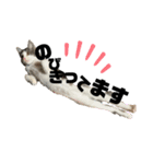 犬たまに猫（個別スタンプ：15）