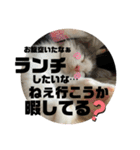 犬たまに猫（個別スタンプ：16）