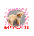 チャミエルの居る暮らし2（個別スタンプ：21）