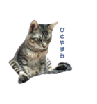 のんびり子猫はるちゃん（個別スタンプ：1）