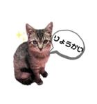 のんびり子猫はるちゃん（個別スタンプ：2）