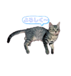 のんびり子猫はるちゃん（個別スタンプ：3）