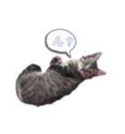 のんびり子猫はるちゃん（個別スタンプ：4）