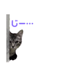 のんびり子猫はるちゃん（個別スタンプ：5）