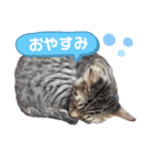 のんびり子猫はるちゃん（個別スタンプ：6）