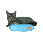 のんびり子猫はるちゃん（個別スタンプ：7）