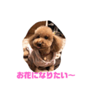 ここてゃんだよ〜（個別スタンプ：16）