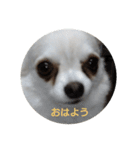 マロマロマロマロ（個別スタンプ：1）