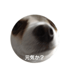 マロマロマロマロ（個別スタンプ：3）