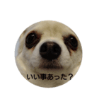 マロマロマロマロ（個別スタンプ：5）
