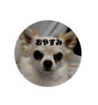 マロマロマロマロ（個別スタンプ：9）