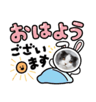とろろ グレー×ホワイトのスコ猫（個別スタンプ：1）