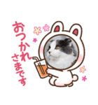 とろろ グレー×ホワイトのスコ猫（個別スタンプ：2）
