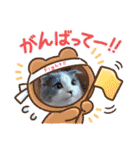 とろろ グレー×ホワイトのスコ猫（個別スタンプ：3）