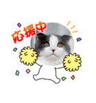 とろろ グレー×ホワイトのスコ猫（個別スタンプ：4）