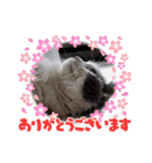 とろろ グレー×ホワイトのスコ猫（個別スタンプ：5）