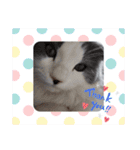 とろろ グレー×ホワイトのスコ猫（個別スタンプ：9）