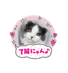 とろろ グレー×ホワイトのスコ猫（個別スタンプ：16）