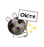 とろろ グレー×ホワイトのスコ猫（個別スタンプ：17）