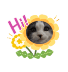とろろ グレー×ホワイトのスコ猫（個別スタンプ：20）