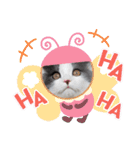 とろろ グレー×ホワイトのスコ猫（個別スタンプ：24）