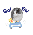 とろろ グレー×ホワイトのスコ猫（個別スタンプ：25）