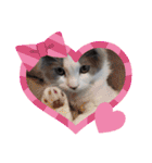 とろろ グレー×ホワイトのスコ猫（個別スタンプ：26）