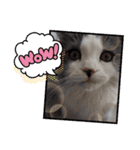 とろろ グレー×ホワイトのスコ猫（個別スタンプ：27）