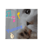 とろろ グレー×ホワイトのスコ猫（個別スタンプ：28）